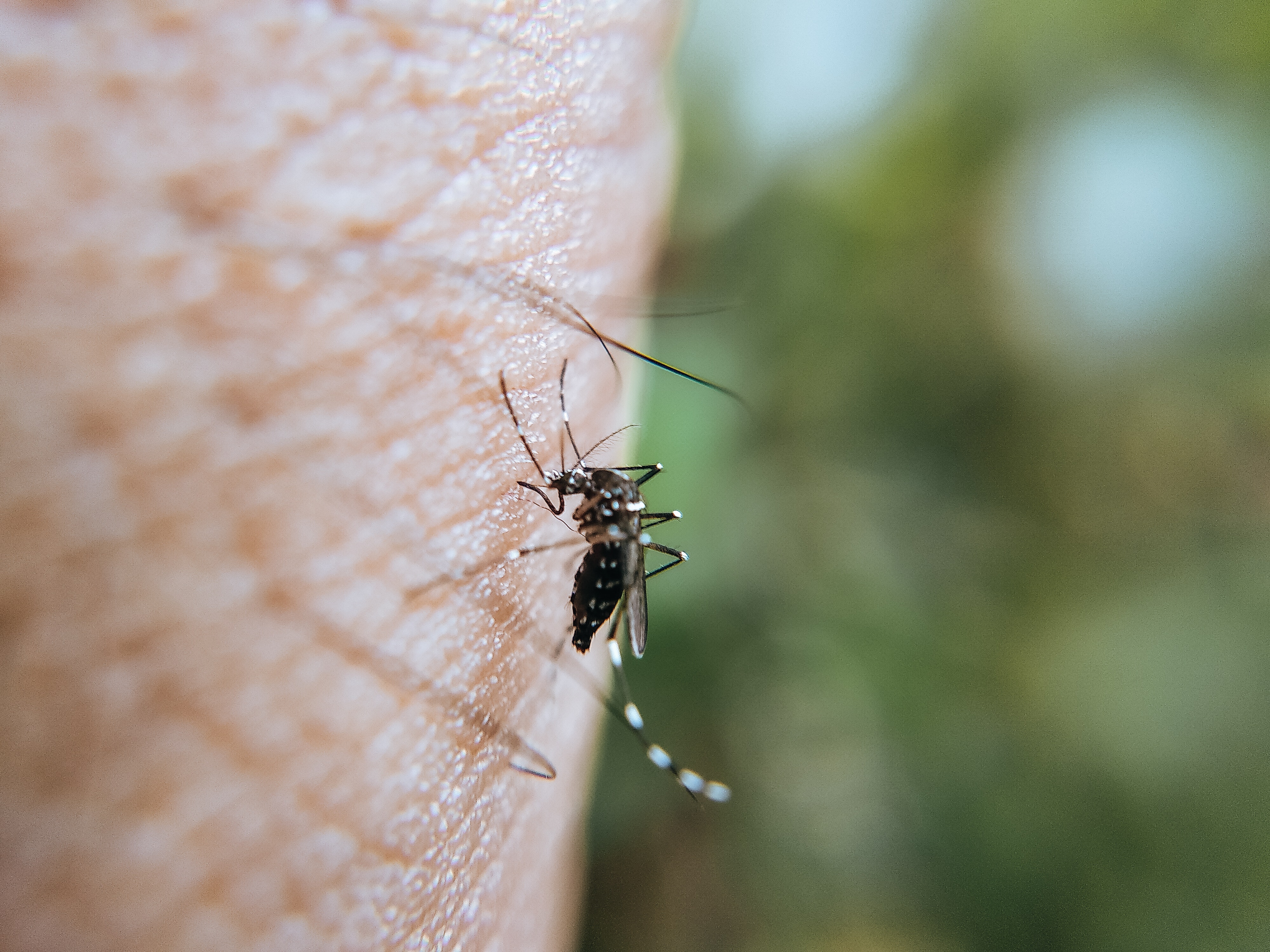 10 choses à savoir sur les moustiques - SOLUTY